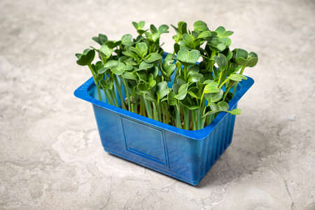 Growing microgreens on white backgroundの写真素材