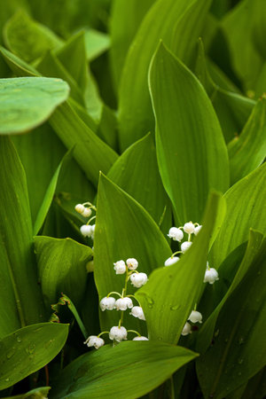 Bouquet of lilies of the valley.