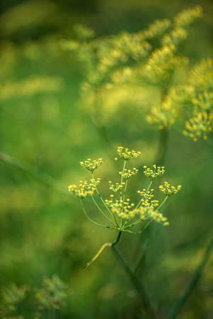 Summer background of flowering dill (Fennel) on a summer green fieldの写真素材