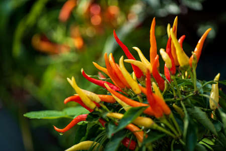 Chili pepper in flowerpots on black background.の写真素材