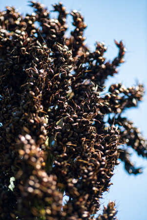 Close up of sorghum in morning sun lightの写真素材