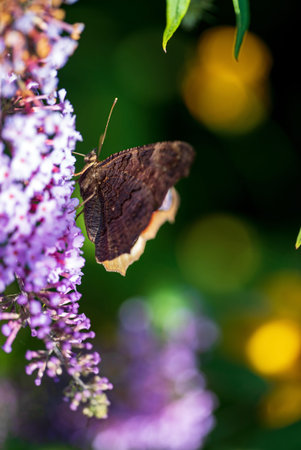 Summer butterfly feeding on lilac flowers inflorescence, feeding on yellow-orange buddleia antennae also known as lepidoptera.の写真素材