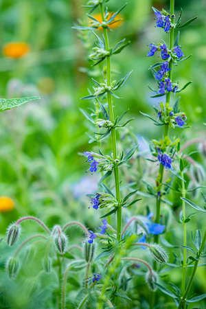 Agastache Blue Fortune Blue Fortune Anise Hyssop in a herbaceous borderの写真素材