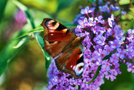 Summer butterfly feeding on lilac flowers inflorescence, feeding on yellow-orange buddleia antennae...