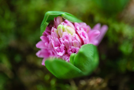 young multicolored hyacinth in moss