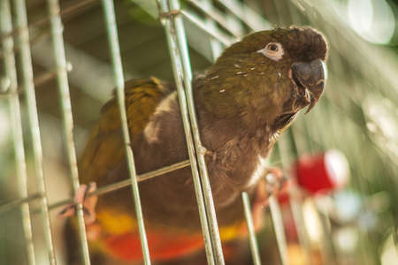 Adorable funny parrot with bright multicolored beakの写真素材