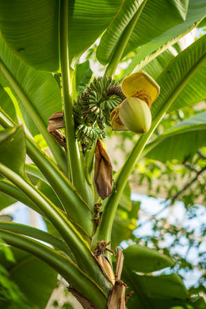Green small banana tree flower growing in summer gardenの写真素材
