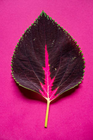 koleus leaf on the pink backgroundの写真素材