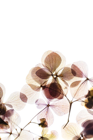 hydrangea flowers on the white backgroundの写真素材