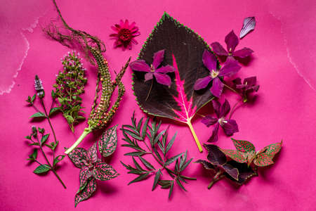 fresh flowers and leaves on the purple backgroundの写真素材