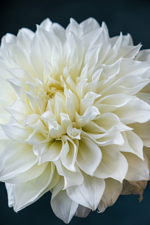 white dahlia in the vaseの写真素材