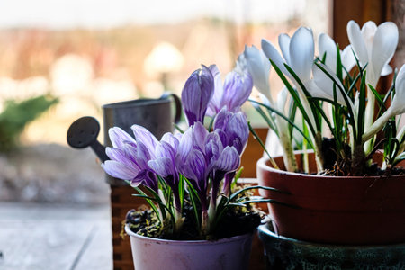 spring flowers in the pot
