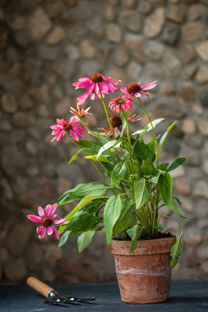 Purple coneflower flowers in the pot