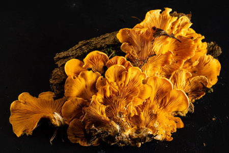 Phyllotopsis nidulans on the black background