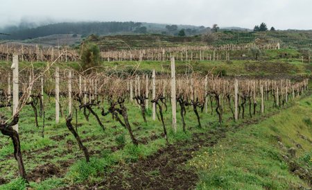 Vineyards and vineyards on mount etna in sicily, italy with natural landscape.の写真素材