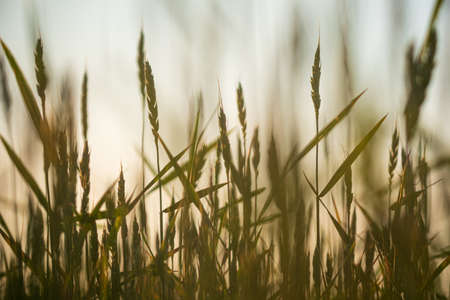 Background backdrop of farmlands, farmland and beauty.の写真素材