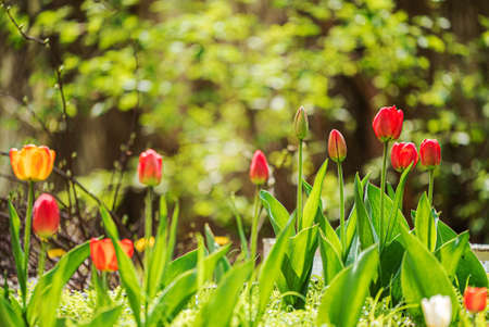 spring garden with red and yellow tulipsの写真素材