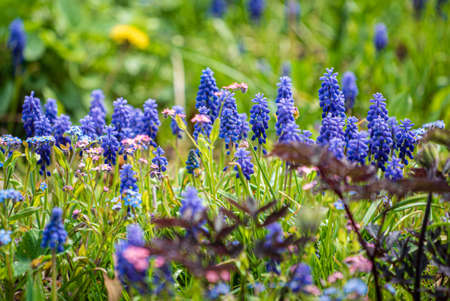 blue muscari in the gardenの写真素材