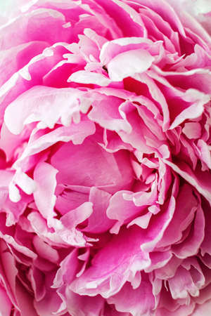 Close up of beautiful pink peony flowersの写真素材