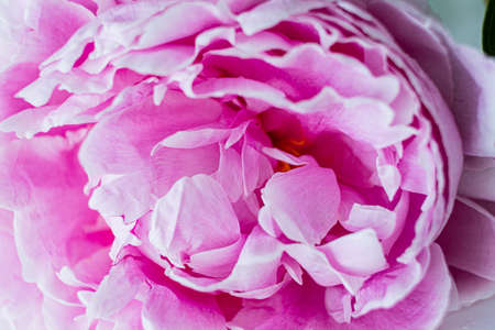 pink peony on the white backgroundの写真素材