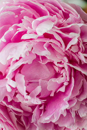 pink peony on the white backgroundの写真素材