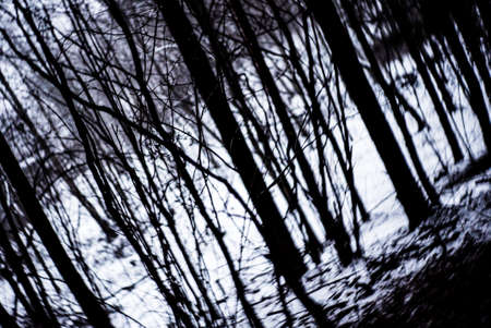 dark forest with blurred treesの写真素材