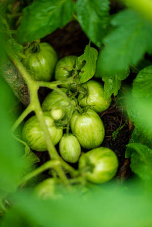 green tomatoes in the gardenの写真素材