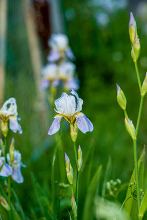 blue irisies in the gardenの写真素材