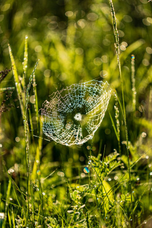 Big spider web with yellow dew on blade.