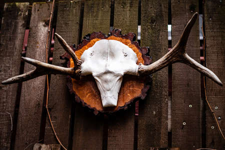 White dead buffalo head  on the wooden backgroundの写真素材