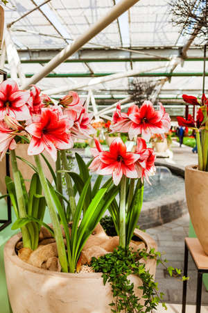 Beautiful big amaryllis hippeastrum flowersの写真素材