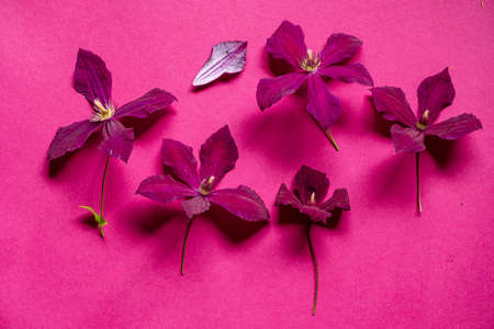 Download Preview
Share
Add to Likebox
Bright pink clematis climbing flowerの写真素材