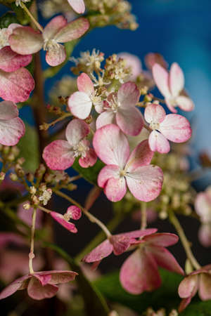 hydrangea flower over blue backgroundの写真素材