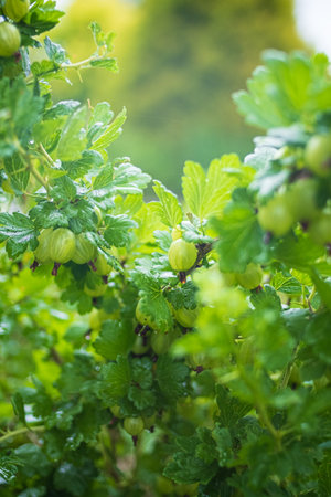 Fresh ripe organic gooseberries grow in the green garden.の写真素材