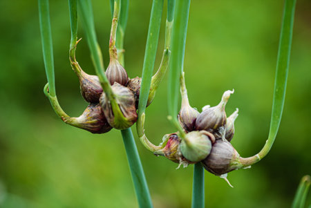 Egyptian onion (allium proliferum) bulbs on tree topsette in spring.