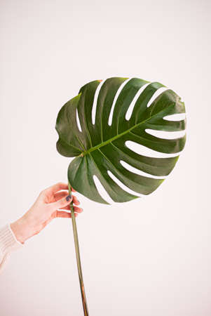 monstera leaf in the handの写真素材