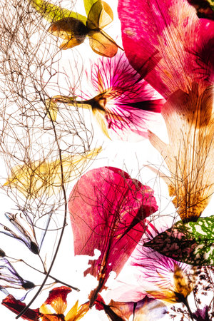 dry flowes on the white backgroundの写真素材