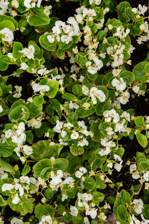 white begonias in the gardenの写真素材