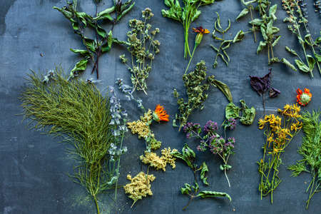 different herbs on the dark backgroundの写真素材