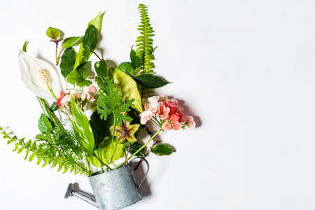 green leaves on the white backgroundの写真素材