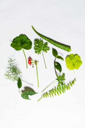 green leaves on the white background