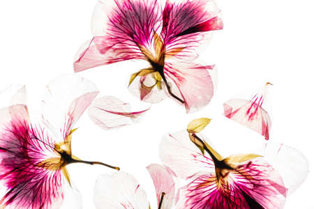 dry flowes on the white backgroundの写真素材