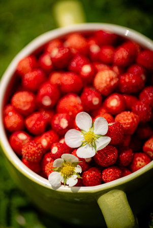 strawberries in the green cupの写真素材
