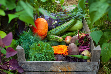 fresh organic vegetables in the boxの写真素材