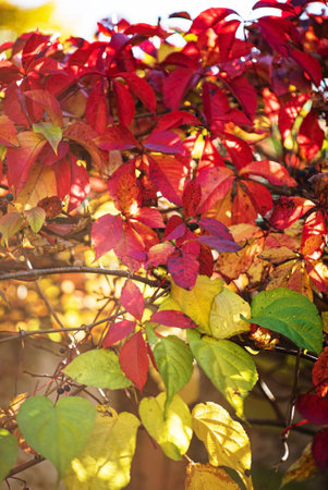 Close up of autumn red and green leaves of small grapes