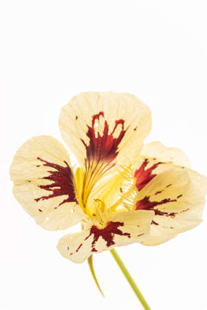 flower on the white backgroundの写真素材