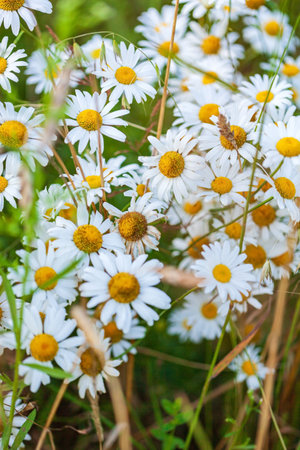 daisy flowers in the garden