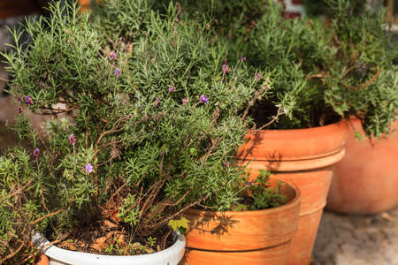 rosemary plants in the potsの写真素材