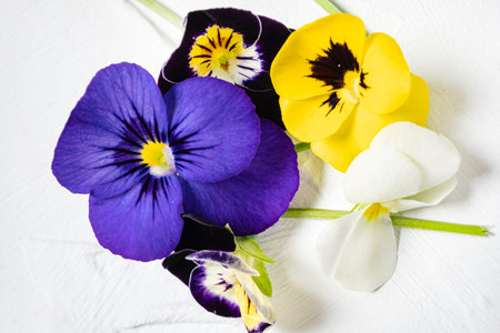 pansy flowers on the white
