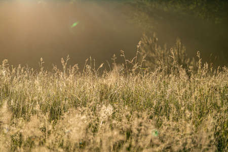 native grasses and weeds in fieldの写真素材